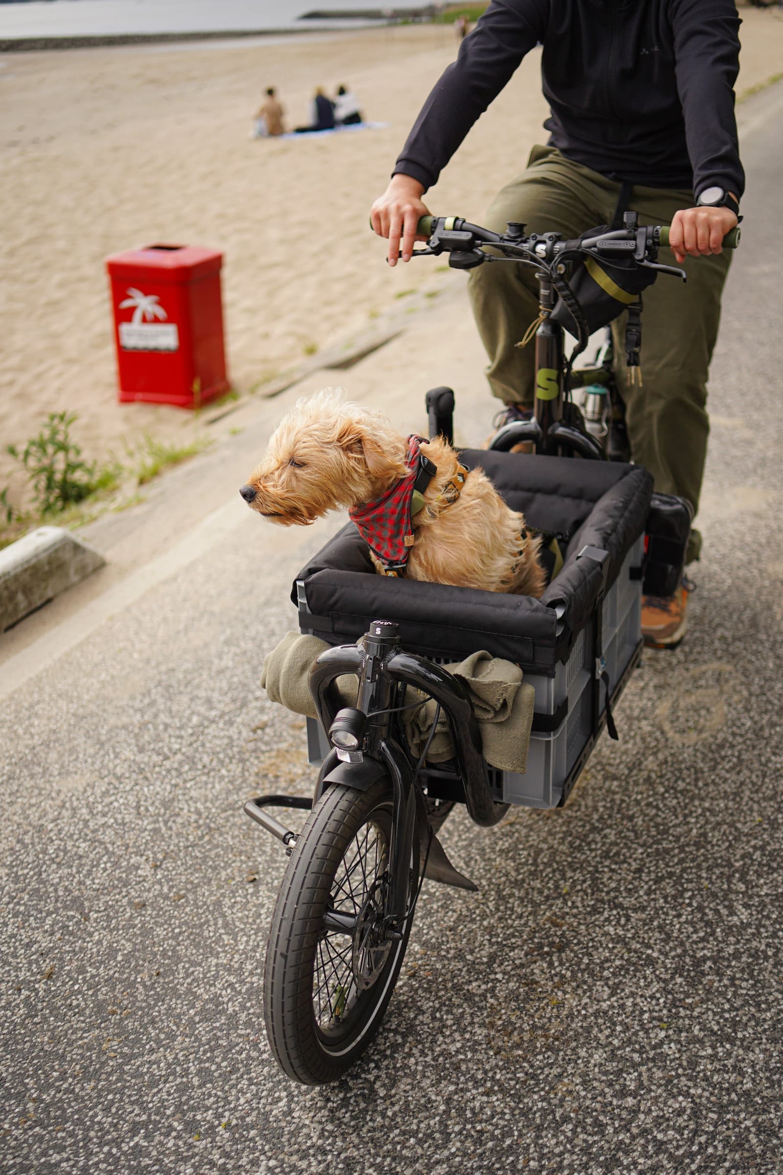 Dogs n Cargo — a dog riding in a cargo bike box