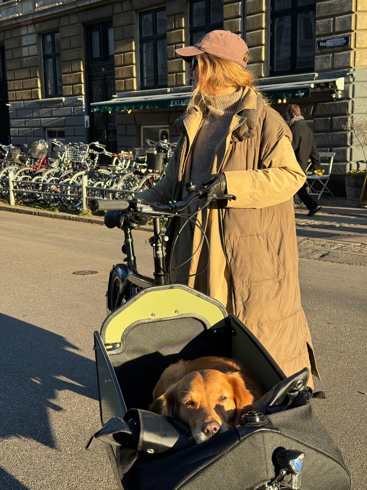 Dog resting in a cargo bike box on a Copenhagen street